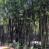 Phyllostachys nigra | Bambou noir | Bambou traçant